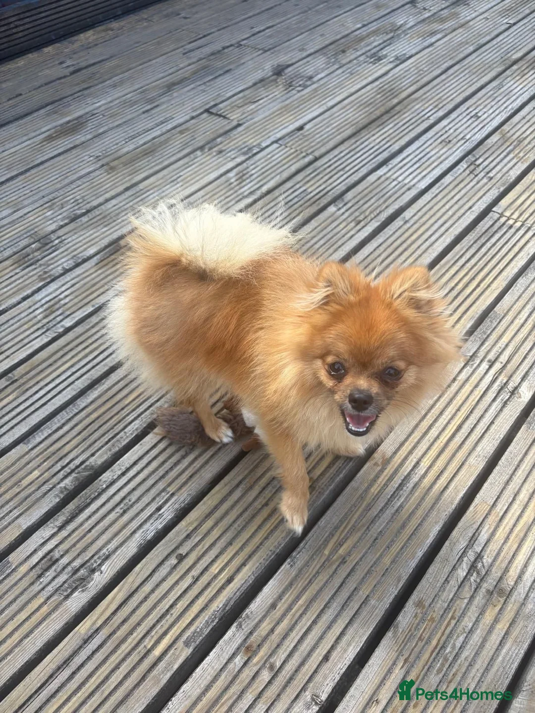 Pomeranian dogs for sale: Pomeranian puppy  in Hengoed - Advert 4