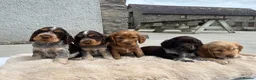 Cocker Spaniel dogs for sale: Fantastic HEALTH tested KC REG show type cocker 🐶 - Advert 6