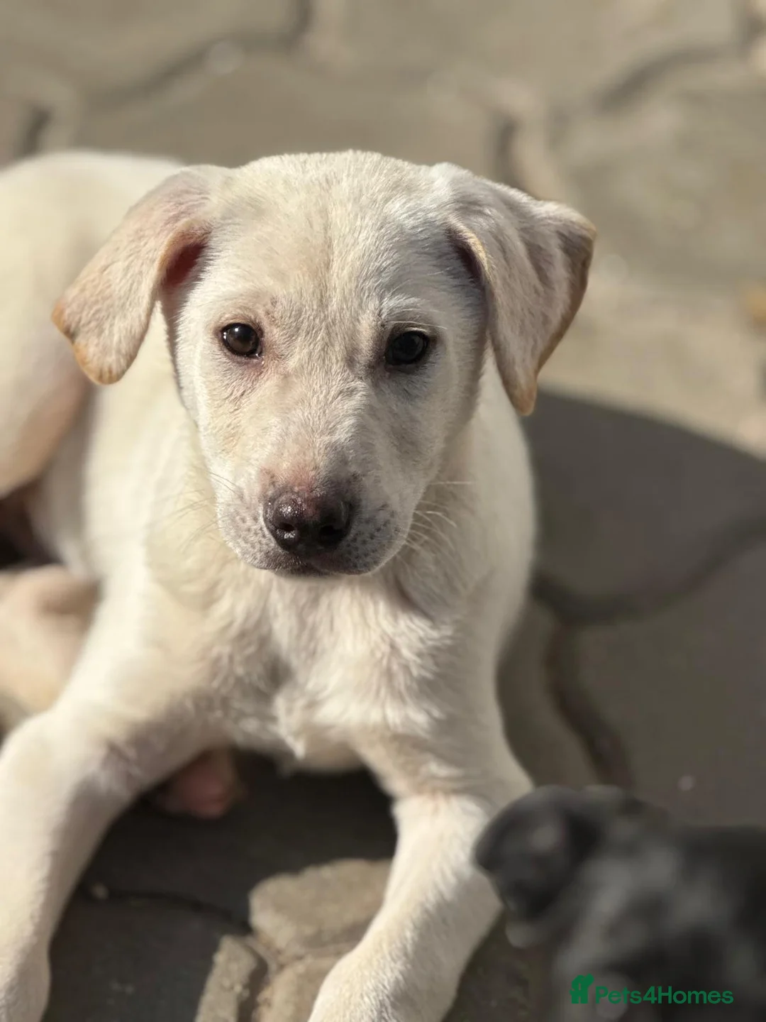 Mixed Breed dogs for adoption: 🐾 JACK – Gentle Soul with the Sweetest Eyes - Advert 11