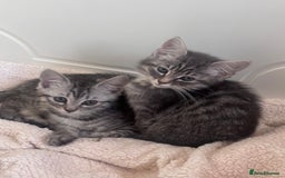 Ragdoll cats for sale: Ragdoll Cross Maine Coon Kitten  - Image 2
