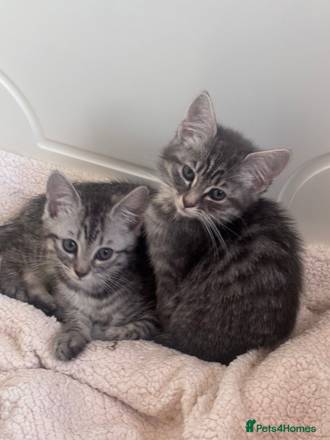Ragdoll cats for sale: Ragdoll Cross Maine Coon Kitten  - Image 2