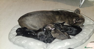 Frug dogs ✨French Bulldog Puppies Looking for Loving Homes✨  - Advert 8