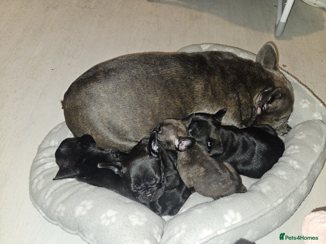 Frug dogs for sale: ✨French Bulldog Puppies Looking for Loving Homes✨  - Advert 3