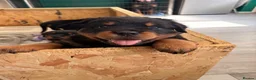 Rottweiler dogs for sale: World champion bloodlines 1 girl available  - Advert 9