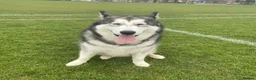 Alaskan Malamute dogs for adoption: Teddy (Alaskan Malamute) in Southampton - Advert 8