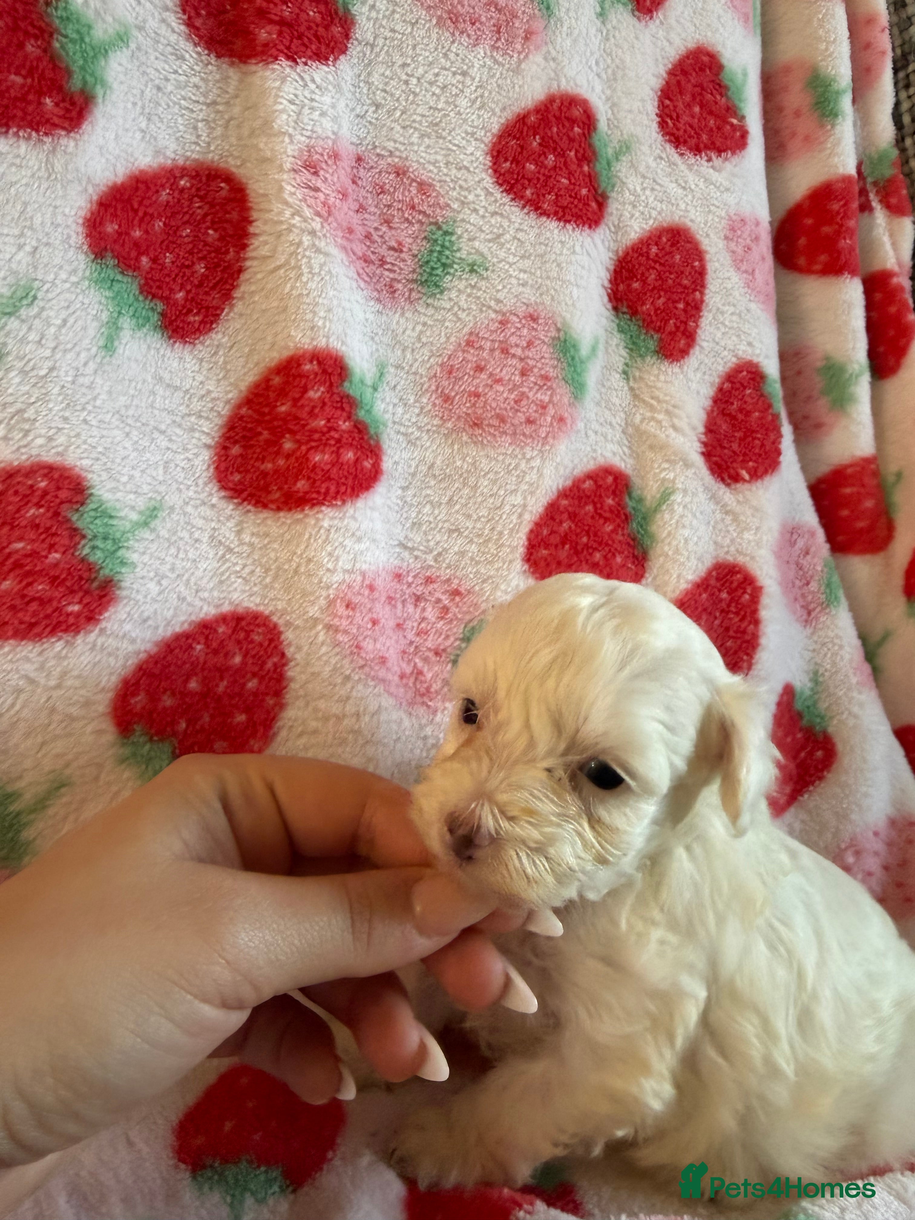 Maltipoo dogs Stunning Maltipoo Puppies – Teddy Bear Ready Soon - Advert 2