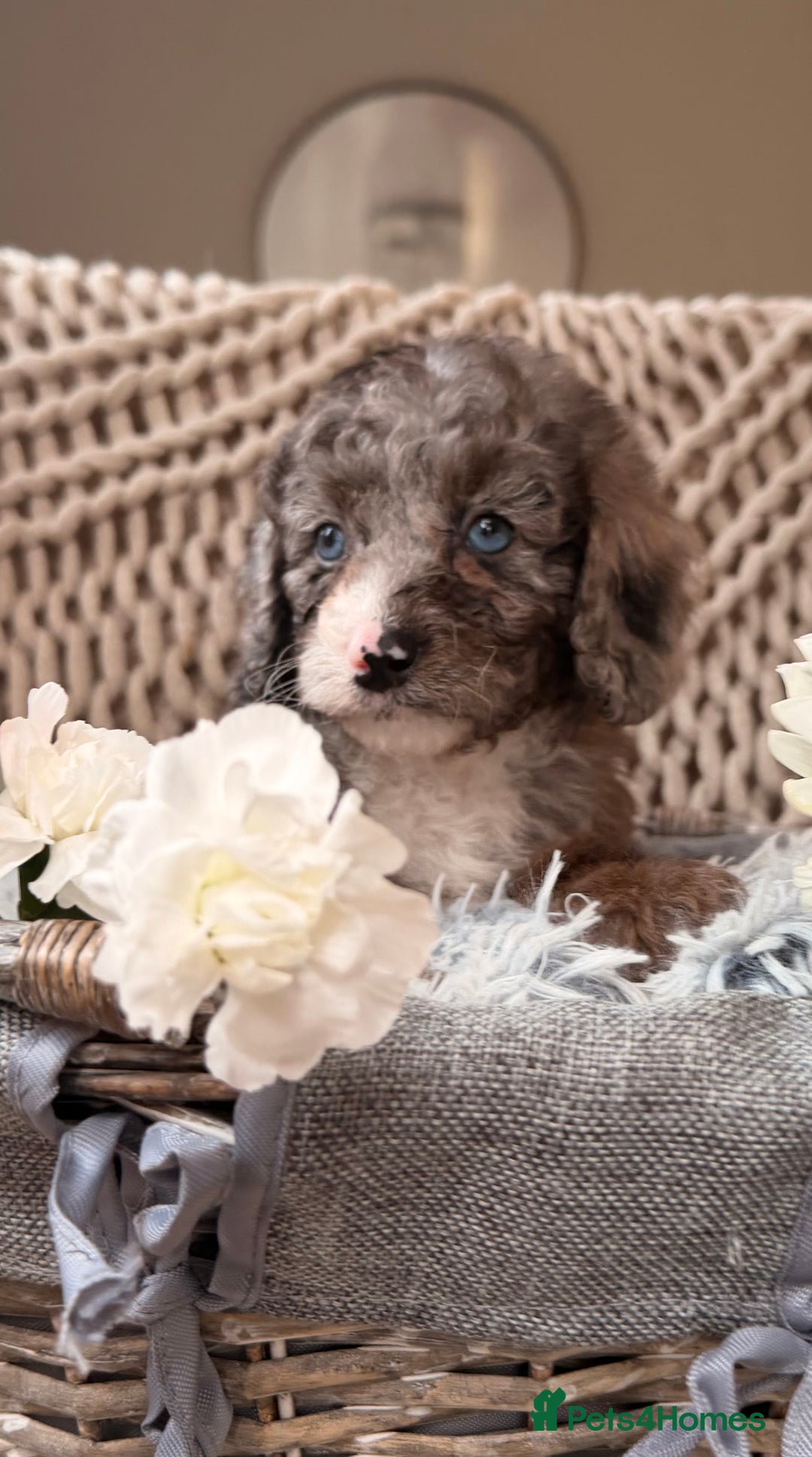 Cavapoo dogs for sale: Teddy bear miniature Cavapoos 🩷 - Advert 11