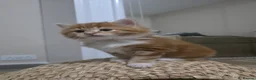 Mixed Breed cats for sale: Kittens looking for a 5* forever home - Advert 3