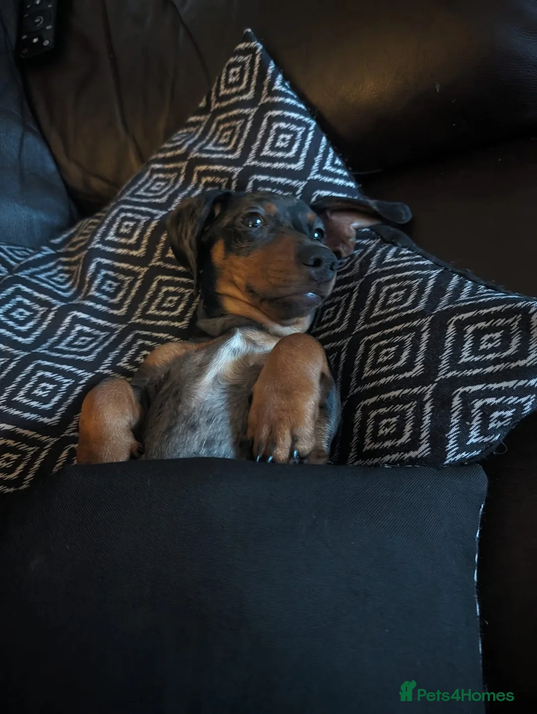 Dachshund dogs for sale: Miniature Dachshunds in Wigan - Advert 2