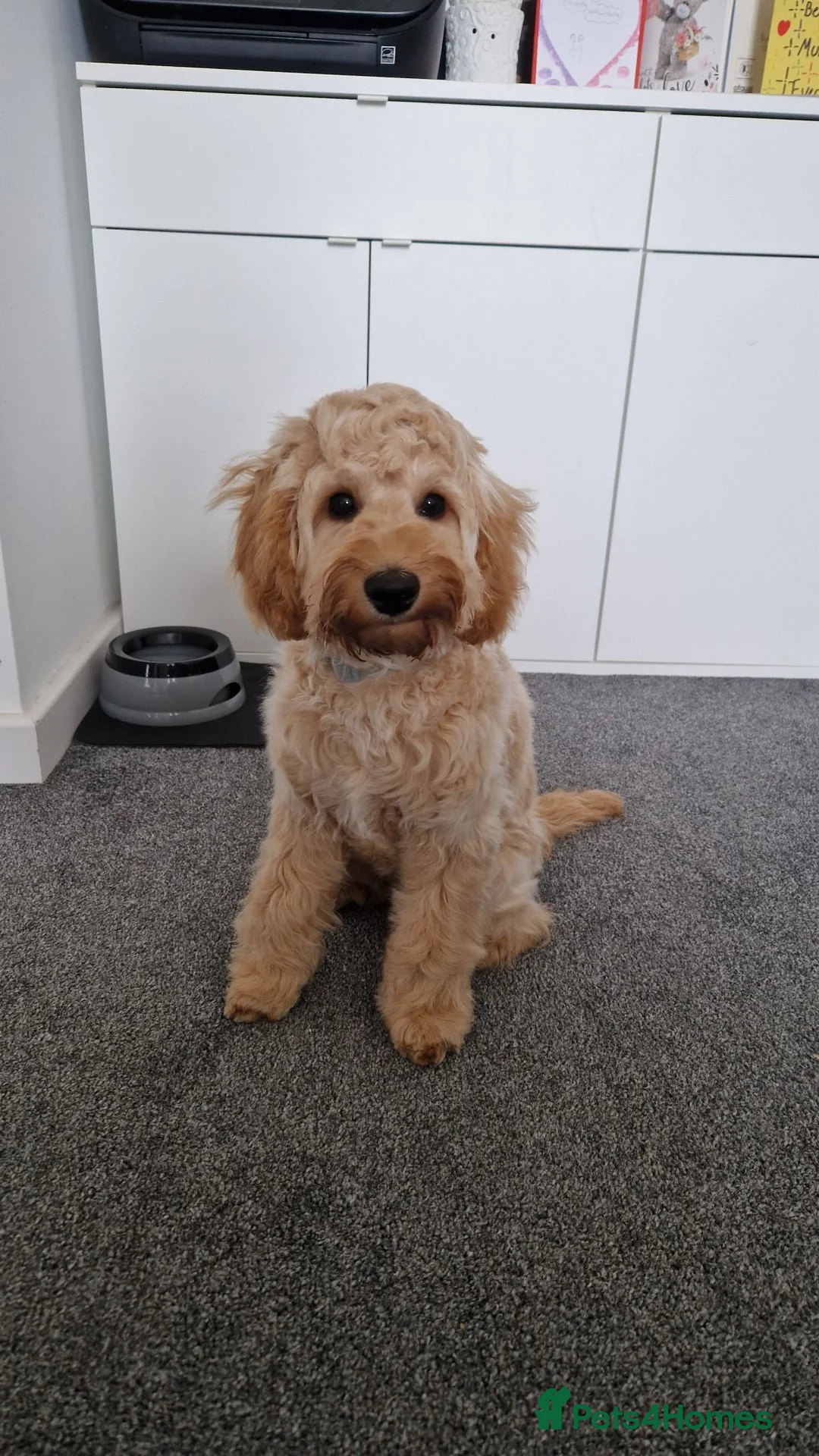 Cavapoo dogs for sale: Male Cavapoo for sale 8 months - Advert 2
