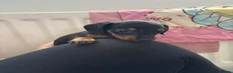 Miniature Dachshund dogs for sale: 5 miniature dacshunds puppies  - Advert 7