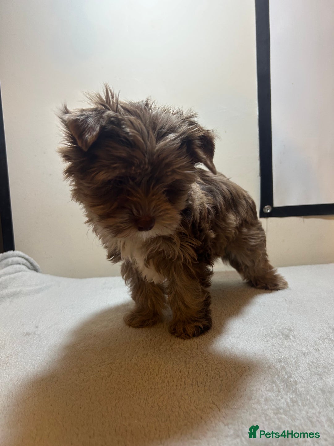 Biewer Terrier dogs for sale: Choco,black & ocean pearl Biewer Terrier - Advert 20