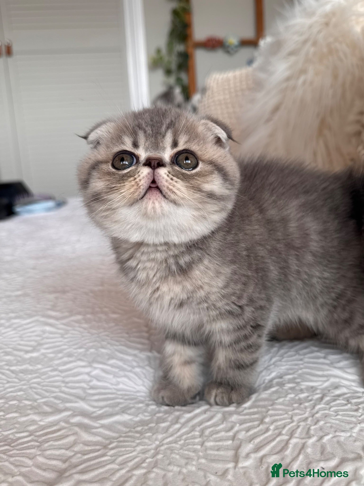 Persian cats Beautiful Scottish fold exotic Persian kittens  - Advert 3