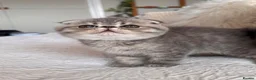 Persian cats for sale: Beautiful Scottish fold exotic Persian kittens  - Advert 1