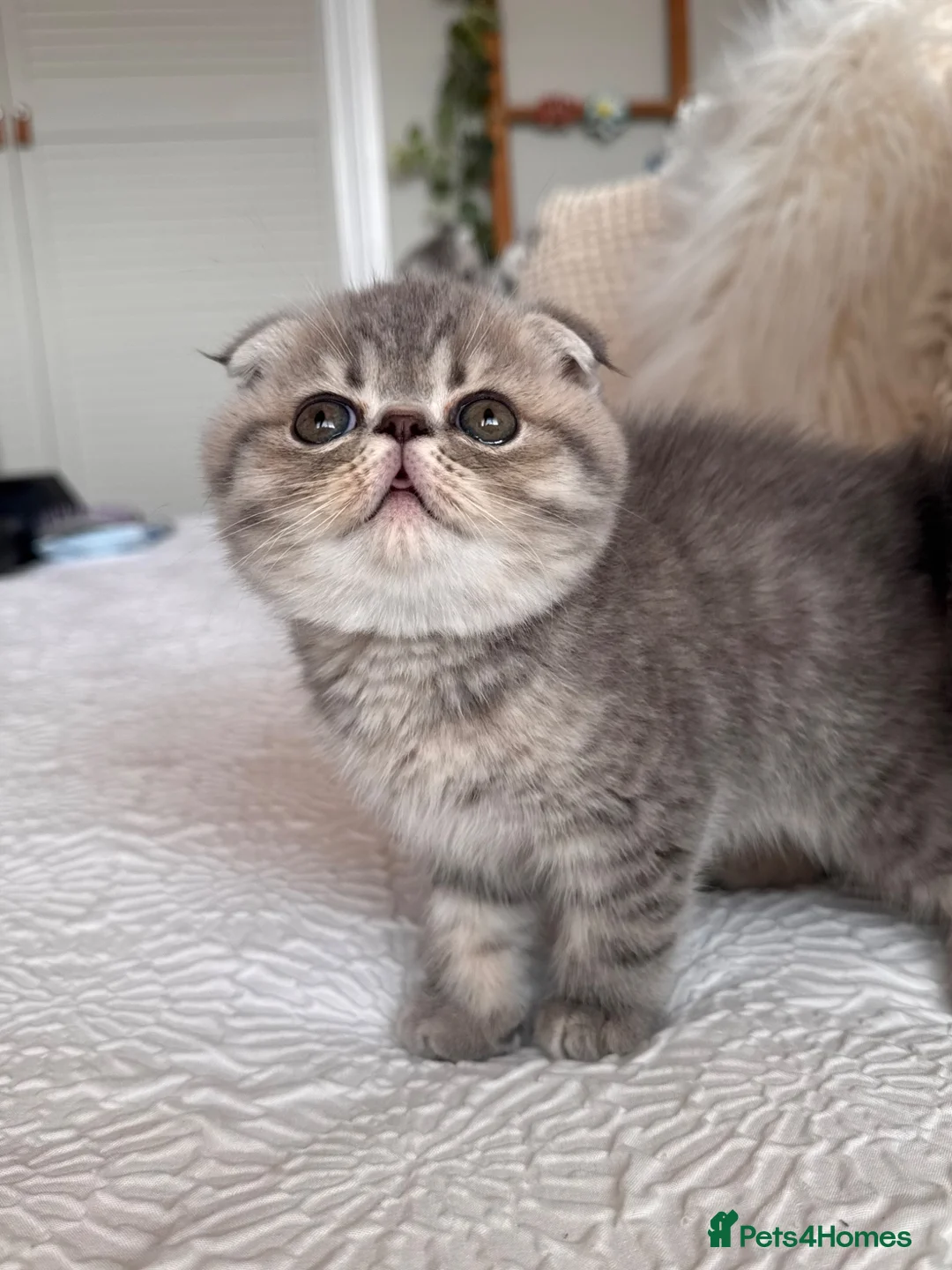 Persian cats for sale: Beautiful Scottish fold exotic Persian kittens  - Advert 1