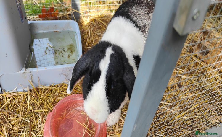 Mini Lop rabbits - Advert 1