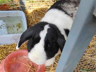 Mini Lop rabbits - Advert 18