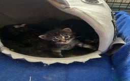 Maine Coon cats for sale: Ragcoon polydactyl kittens - Image 5