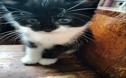 Mixed Breed cats for sale: Adorable kittens looking for loving homes - Image 4