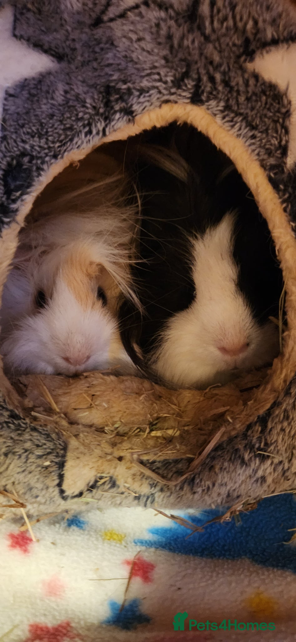 Guinea Pig rodents 2 Adorable Guinea Pigs - Advert 2