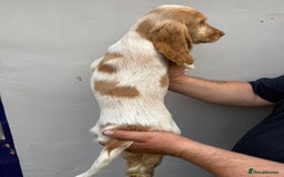 Cocker Spaniel dogs for sale: Fabulous Cocker Spaniel Pupies - Image 17