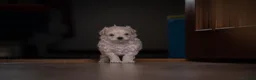 Maltipoo dogs for sale: Beautiful Multipoo Puppies in Perth - Advert 6
