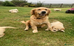 Golden Retriever dogs for sale: K. C stunning Puppies  - Image 15