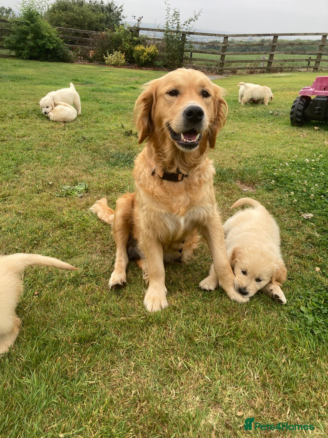 Golden Retriever dogs for sale: K. C stunning Puppies  - Image 15