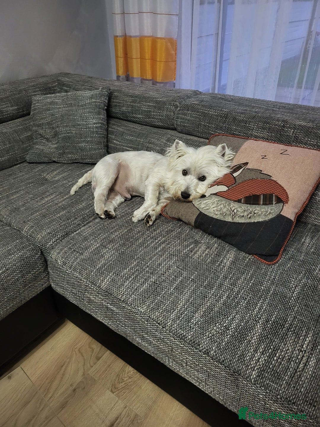 West Highland Terrier dogs for stud: Fifi West Highland Terrier for Stud Skelmersdale  - Image 5