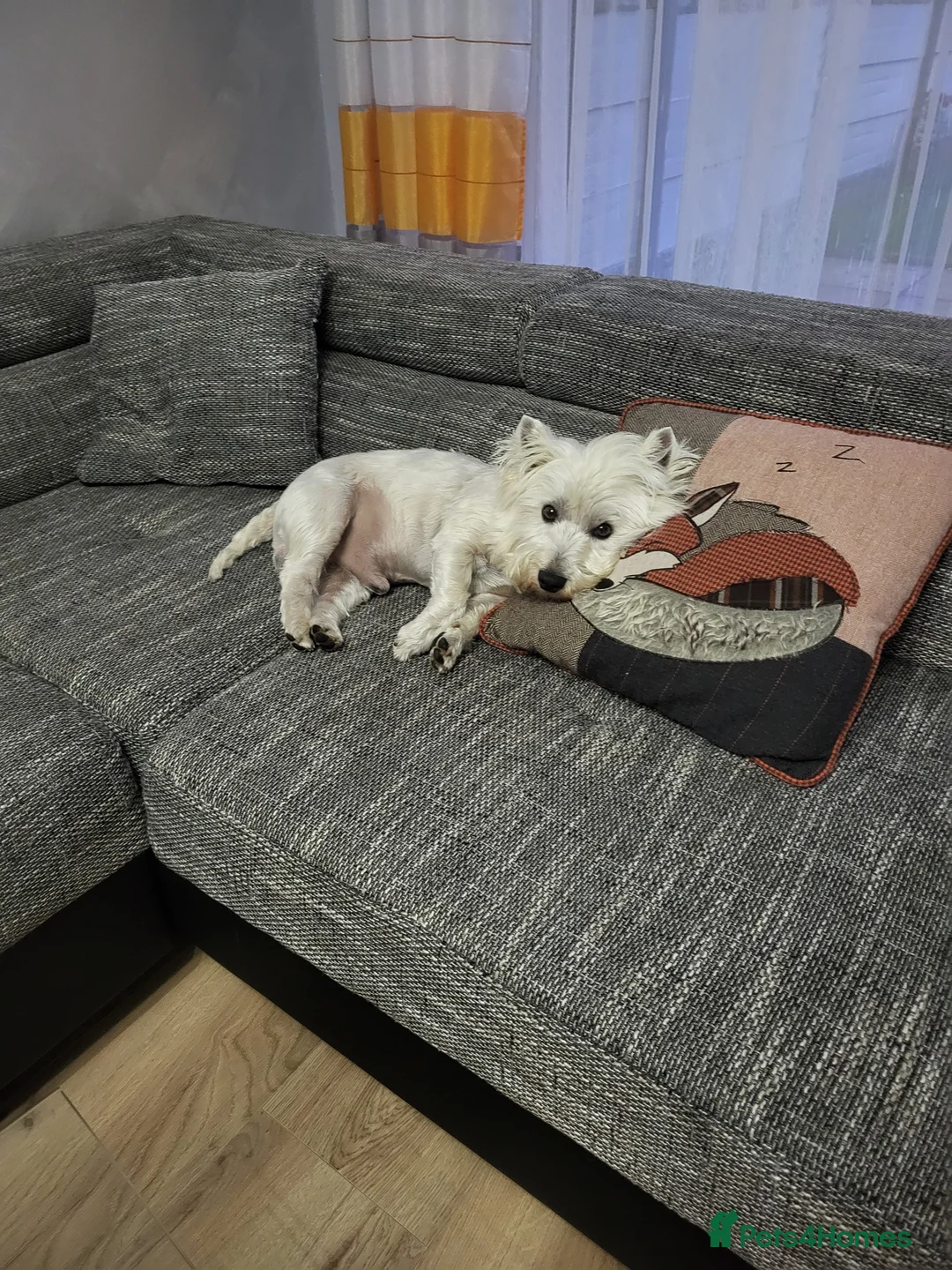 West Highland Terrier dogs for stud: Fifi West Highland Terrier for Stud Skelmersdale  - Advert 5