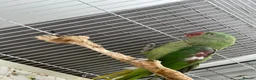 Mixed Breed birds for sale: Indian ringneck and Alexandrine parrot  - Advert 4