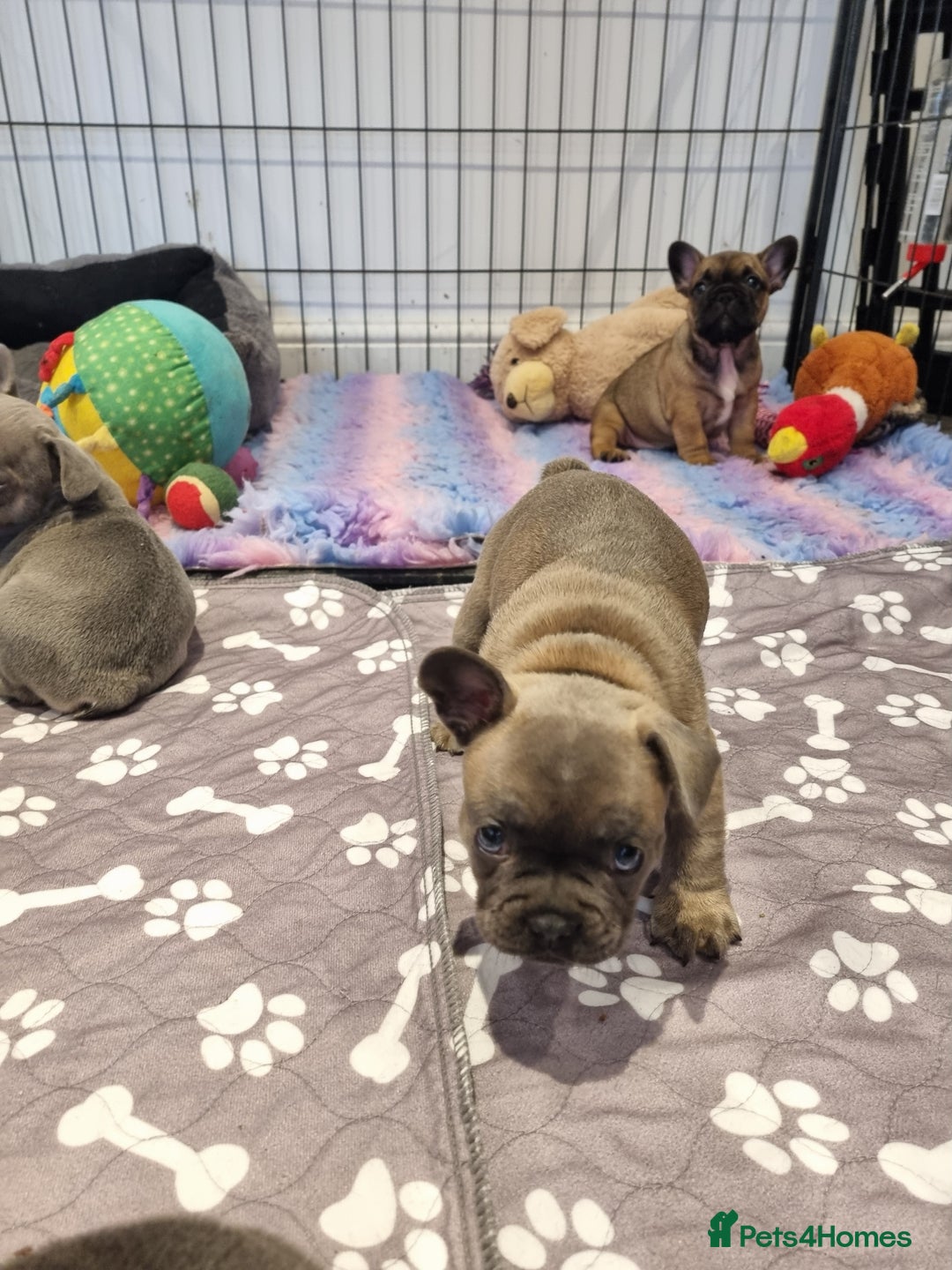French Bulldog dogs for sale: Quality french bulldogs available to leave 🐾 - Image 6