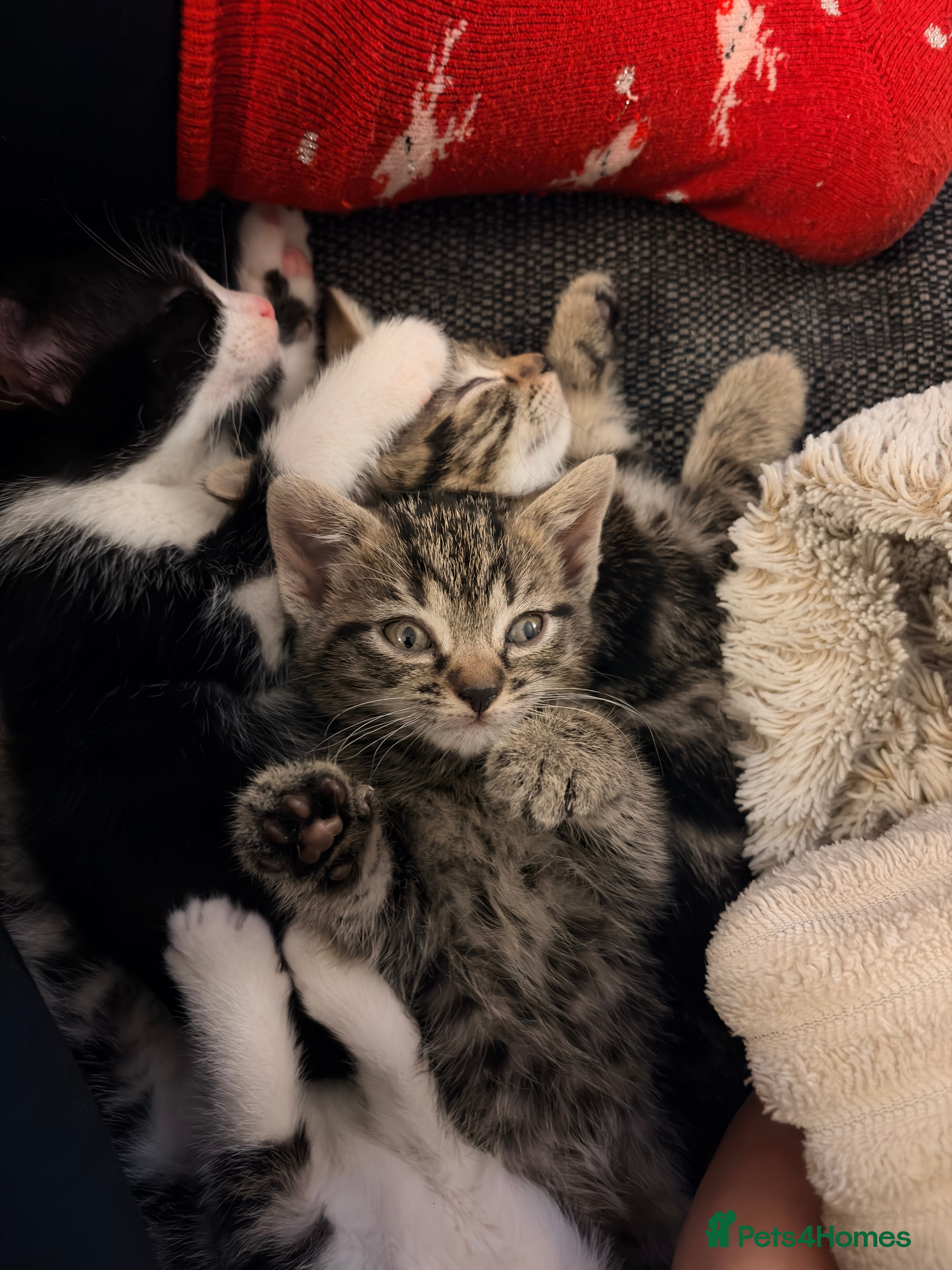 Mixed Breed cats 4 kittens for sale 1 male 3 female - Advert 1