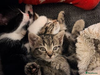 Mixed Breed cats 4 kittens for sale 1 male 3 female - Advert 5