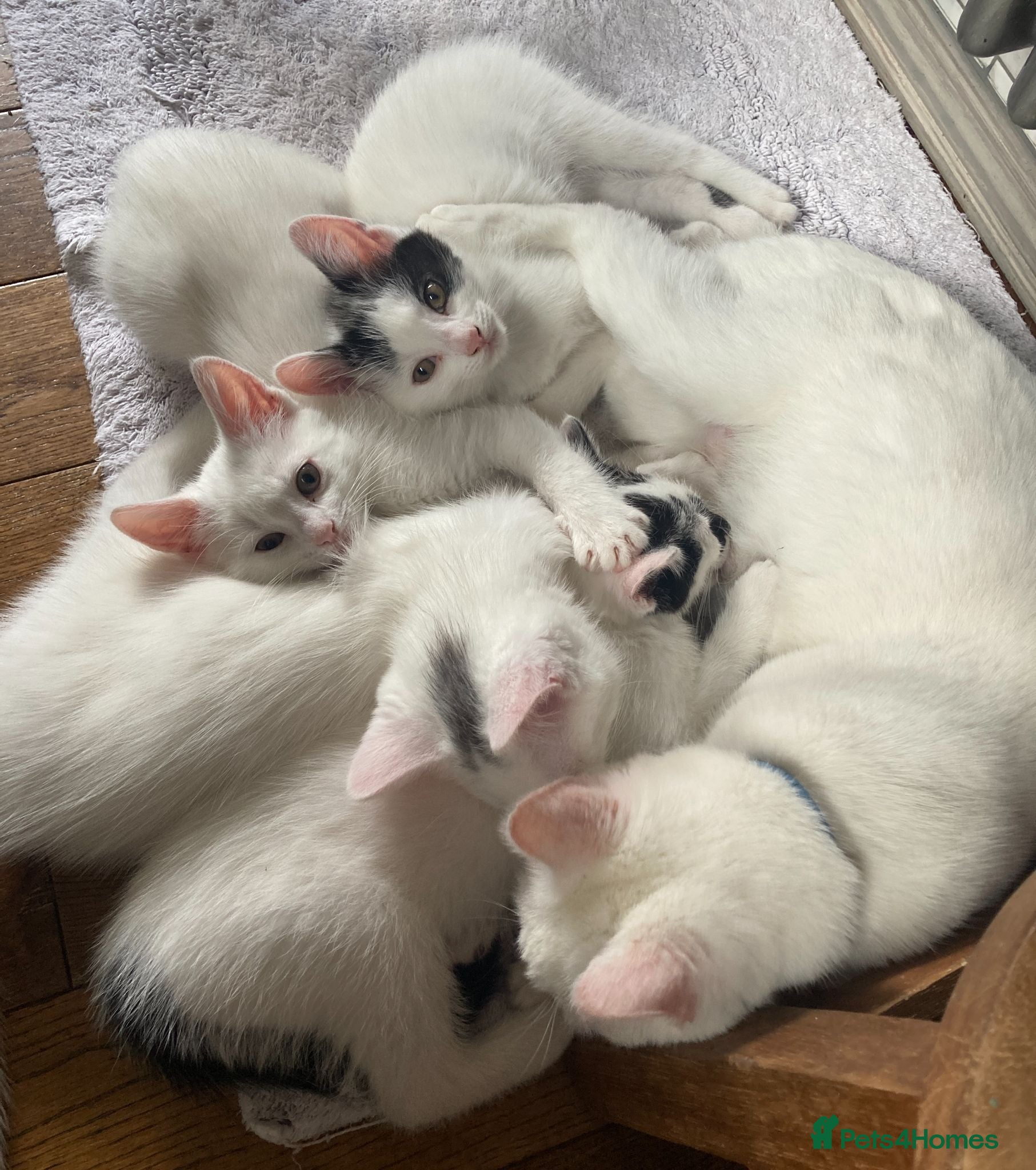 Turkish Van cats Gorgeous Turkish Van Kittens - Advert 1