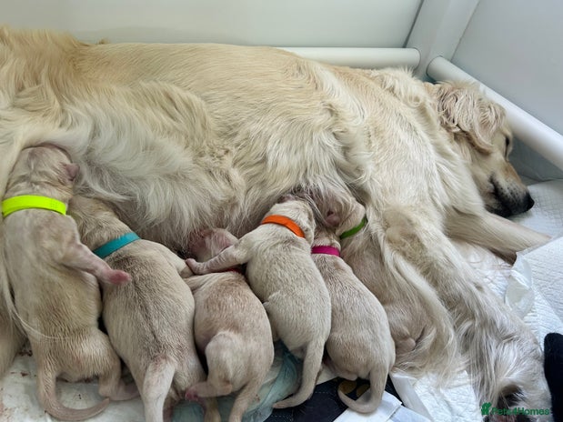 Golden Retriever dogs - Advert 7