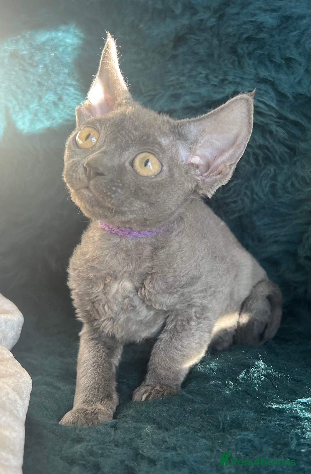 Devon Rex cats for sale: Devon Rex kittens  - Advert 18