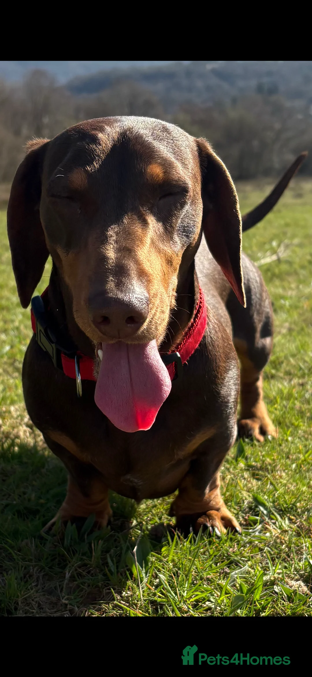 Miniature Dachshund dogs for stud: Min dachshund  - Advert 3