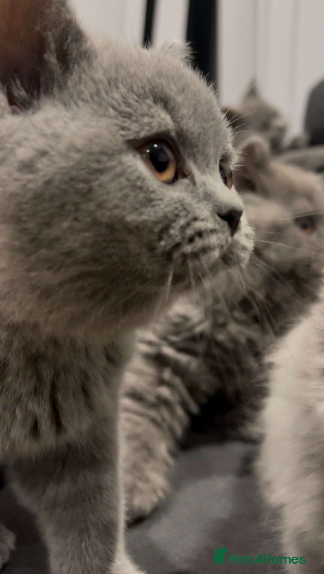 British Shorthair cats for sale: GCCF Champion British Shorthair  - Advert 4