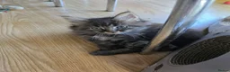 Maine Coon cats for sale: Maine coons kittens 1g and 4 boys - Advert 7