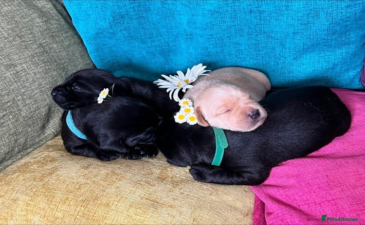 Labrador Retriever dogs - Advert 1