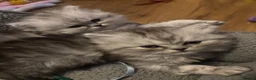 Persian cats for sale: Long Hair Persian / Ragdoll Kittens  - Advert 6