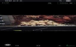 Snails invertebrates for sale: Albino giant African land snails- Fulica - Advert 11