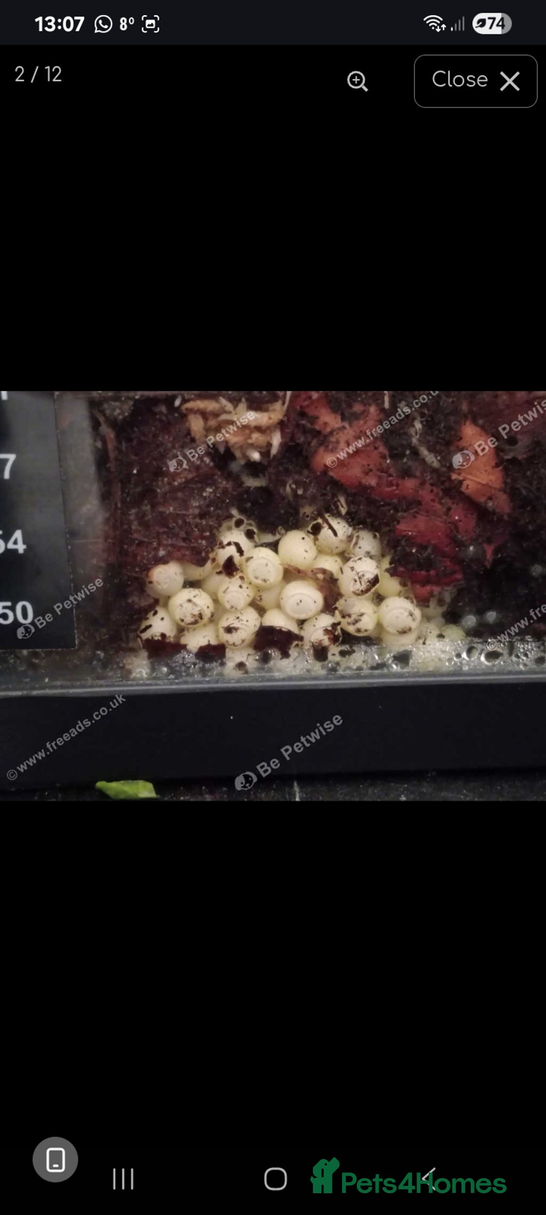 Snails invertebrates for sale: Albino giant African land snails- Fulica - Advert 11