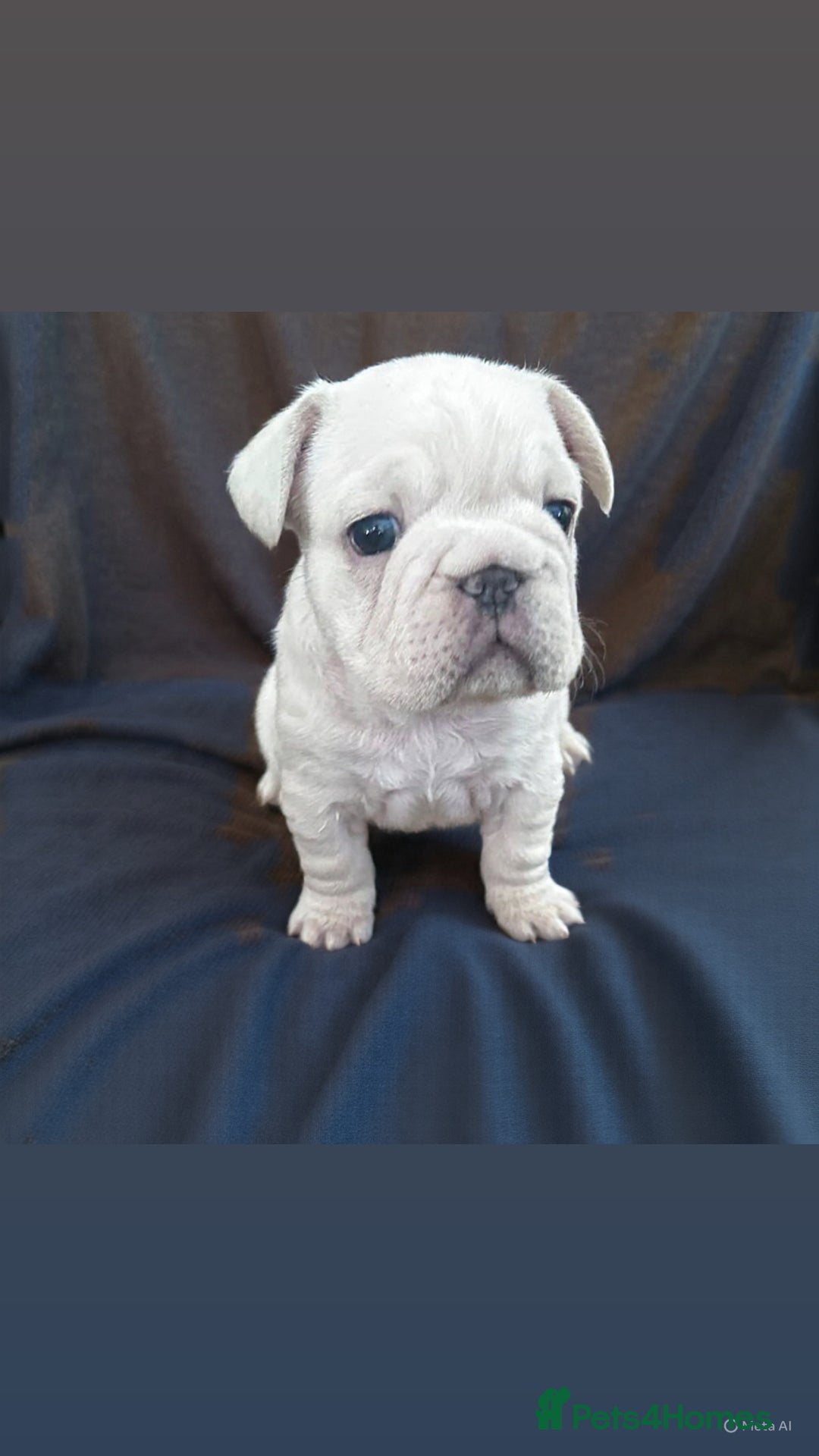 French Bulldog dogs for sale: BIG ROPE FRENCH BULLDOGS - Advert 2