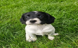 English Springer Spaniel dogs for sale: KC Registered English Springer Spaniels  - Image 9