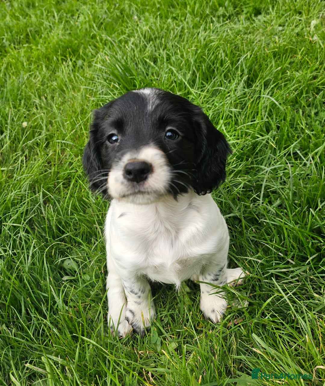 English Springer Spaniel dogs for sale: KC Registered English Springer Spaniels  - Image 9