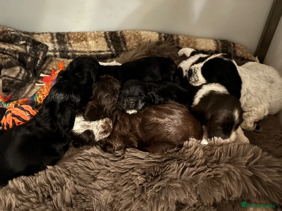 Cocker Spaniel dogs for sale: Show type cocker pups - Advert 11