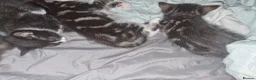 American Shorthair cats for sale: Cute kittens ready for new home  - Advert 3