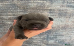 Staffordshire Bull Terrier dogs for sale: Blue Staffordshire bull terrier kc registered ❗️ - Image 18
